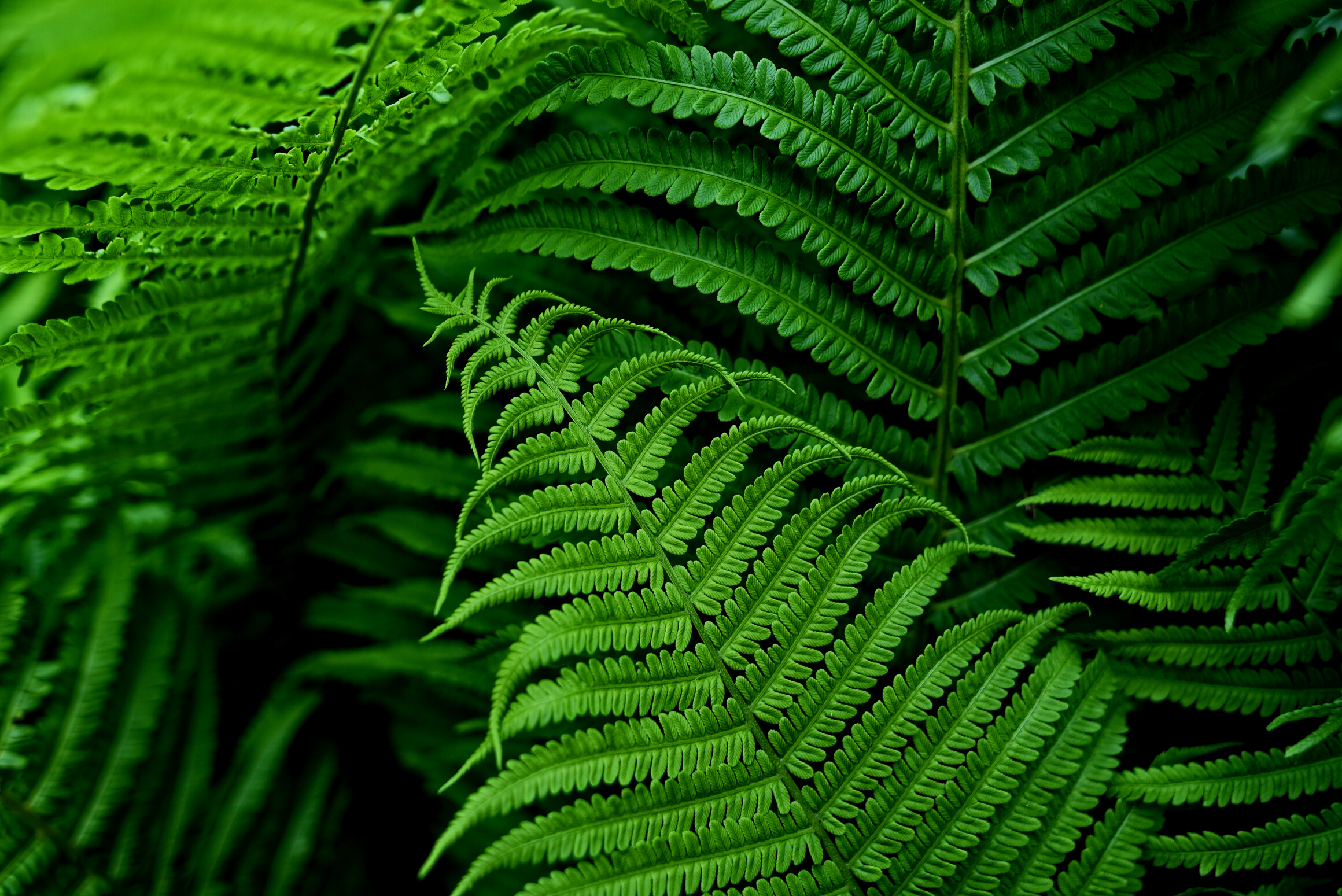 Ferns in Nature